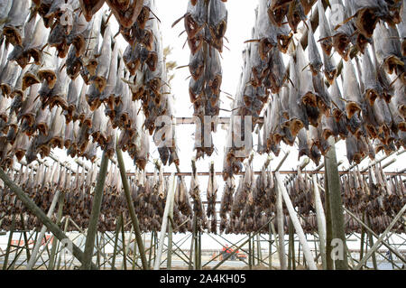 Das Trocknen von Kabeljau mit Stockfisch in RÂØst Stockfoto