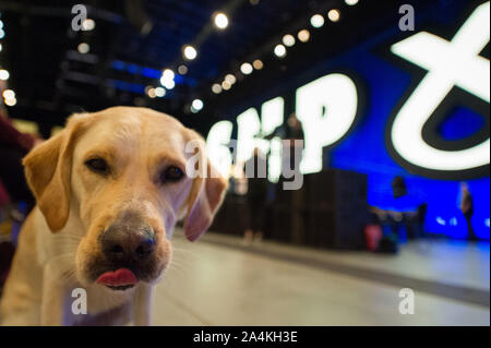 Aberdeen, Großbritannien. 15 Okt, 2019. Aberdeen, 15. Oktober 2019. Im Bild: Ein Hund, bei Scottish National Party (SNP) Nationale Konferenz gesehen, bei der Veranstaltung komplexe Aberdeen (teca). Credit: Colin Fisher/Alamy leben Nachrichten Stockfoto