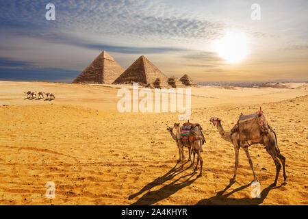 Sonnenuntergang wüste Landschaft, schöne Aussicht auf die Pyramiden von Gizeh und Kamele, Ägypten Stockfoto