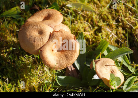 Der Mäher Pilze in Moos im Herbst Stockfoto