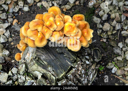 Honig Pilz (Armillaria gallica) auf einem Baumstumpf Stockfoto