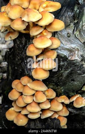 Honig Pilz (Armillaria gallica) auf einem Baumstumpf Stockfoto