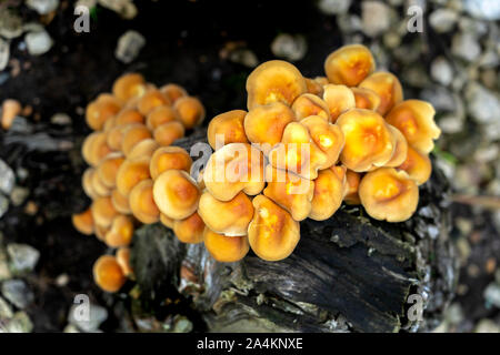 Honig Pilz (Armillaria gallica) auf einem Baumstumpf Stockfoto