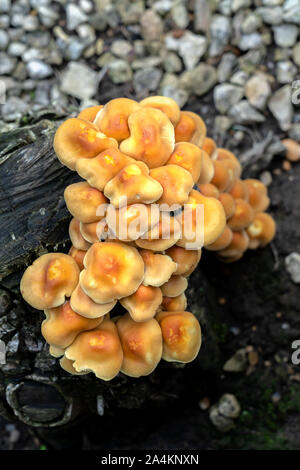 Honig Pilz (Armillaria gallica) auf einem Baumstumpf Stockfoto
