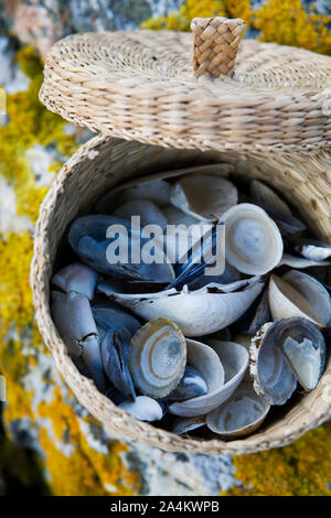 Miesmuscheln (Mytilus edulis) in geflochtenen Korb Stockfoto