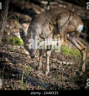 Rotwild in freier Wildbahn, Flekkefjord, Nordeuropa, Skandinavien, Norwegen Stockfoto