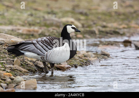 Ständigen Nonnengans (branta leucopsis) Close-up am Ufer Stockfoto