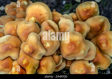 Honig Pilz (Armillaria gallica) auf einem Baumstumpf Stockfoto