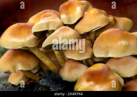 Honig Pilz (Armillaria gallica) auf einem Baumstumpf Stockfoto