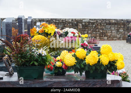 Gelbe Chrysanthemen Pflanzen auf Grabsteine für Allerheiligen Stockfoto