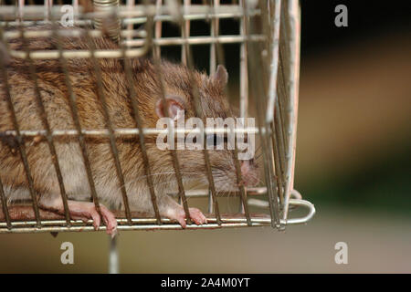 Ratte gefangen in einer Falle Stockfoto