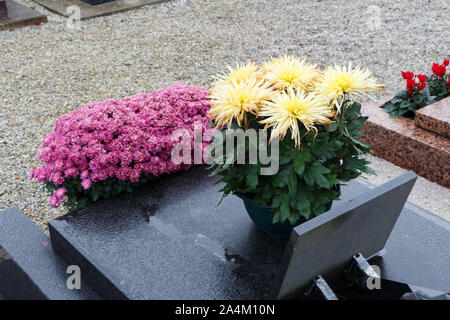 Chrysantheme Pflanzen auf Grabsteine für Allerheiligen Stockfoto