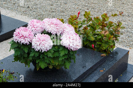 Chrysantheme Pflanzen auf Grabsteine für Allerheiligen Stockfoto