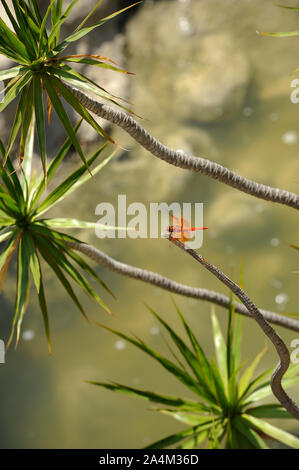 Dragonfly in Dracaena Anlage Stockfoto