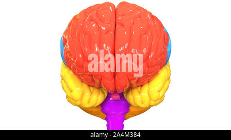 Zentrale Organ des menschlichen Nervensystems Anatomie des Gehirns anteriore Ansicht Stockfoto