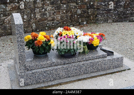 Chrysantheme Pflanzen auf Grabsteine für Allerheiligen Stockfoto