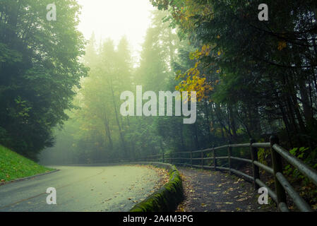 Einer nebligen Wald Straße (Capilano Park Road) Im Küstenregenwald in Capilano River Regional Park in North Vancouver, British Columbia, Kanada. Stockfoto