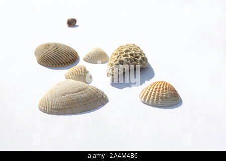 Verschiedene Muscheln Collection auf einem weißen Hintergrund. Seitenansicht. mit Schatten isolieren Stockfoto