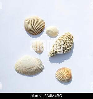 Verschiedene Muscheln Collection auf einem weißen Hintergrund. Ansicht von oben. mit Schatten isolieren Stockfoto