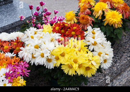 Chrysantheme Pflanzen auf Grabsteine für Allerheiligen Stockfoto