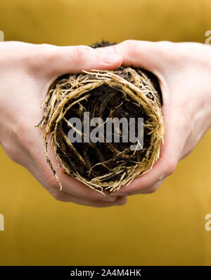 Frau mit Anlage. Wurzeln. Wachstum. Stockfoto