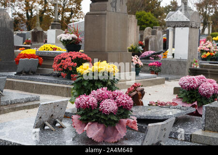 Chrysantheme Pflanzen auf Grabsteine für Allerheiligen Stockfoto