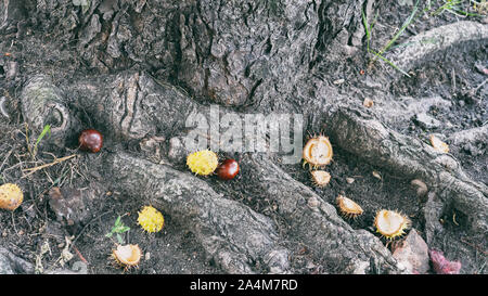Kastanien an den Wurzeln eines Baumes Stockfoto