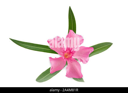 Nerium oleander Zweig mit Blüten und Blätter isoliert auf weißem Stockfoto