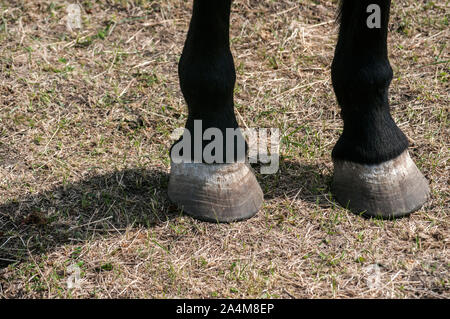 Schwarzes Pferd Hufe closeup auf herbst gras Oberfläche Stockfoto