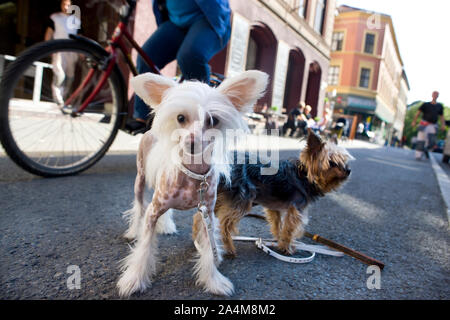 Mode Hunde in Oslo Stockfoto