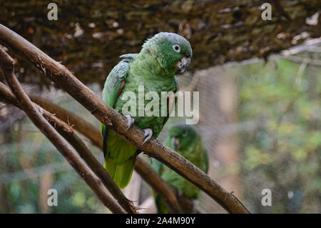 Orange - winged Amazon (Amazona Amazonica), Ecuador Stockfoto