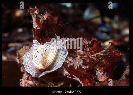 Bunt gestreiften Plattwurm - Prostheceraeus vittatus Stockfoto