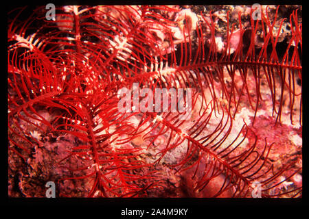 Rosy feather-star - Antedon bifida Stockfoto