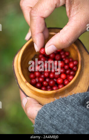 Frau mit Holz- Tasse Preiselbeeren. Close-up. Stockfoto