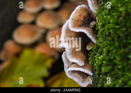 Türkei Schwanz/viele Zonen Polypore/Turkeytail Halterung Pilz (Trametes versicolor/Coriolus versicolor/Polyporus versicolor) im Herbst Wald Stockfoto