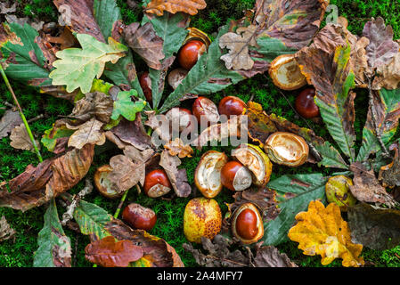 Gefallenen conkers/Pferd - Kastanien und Blätter aus der Rosskastanie Baum/conker Baum (Aesculus hippocastanum) auf dem Waldboden im Herbst Wald Stockfoto