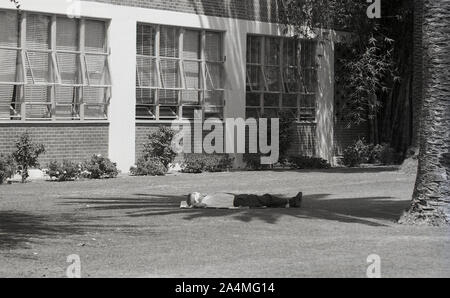 1964, Historical, ein männlicher Student, der sich vor einem Klassenzimmer entspannt, auf dem Gras auf dem Gelände der University of Southern California (USC) Los Angeles, USA. Stockfoto