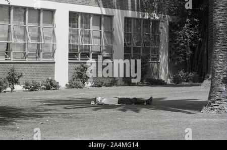 1964, historisch, ein männlicher Student, der sich vor einem Gebäude auf dem Rasen auf dem Campus der University of Southern California, USA, entspannt. Stockfoto