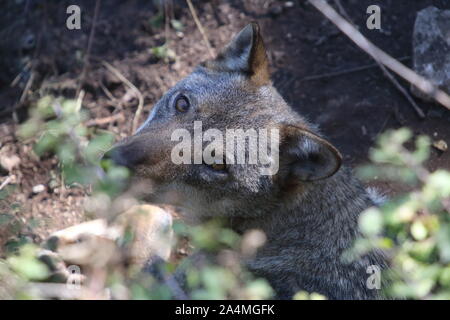 Die Wölfe im Naturschutzgebiet von Civitella Canzano Stockfoto