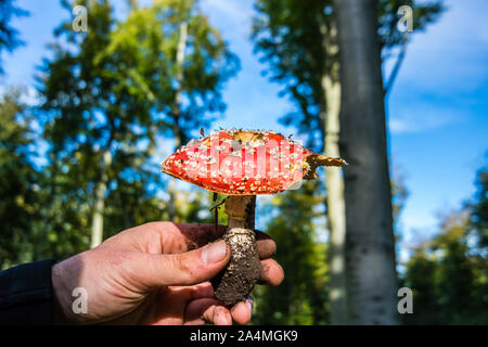 Fly agaric in der Hand Stockfoto