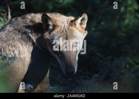 Die Wölfe im Naturschutzgebiet von Civitella Canzano Stockfoto