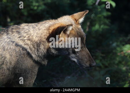 Die Wölfe im Naturschutzgebiet von Civitella Canzano Stockfoto