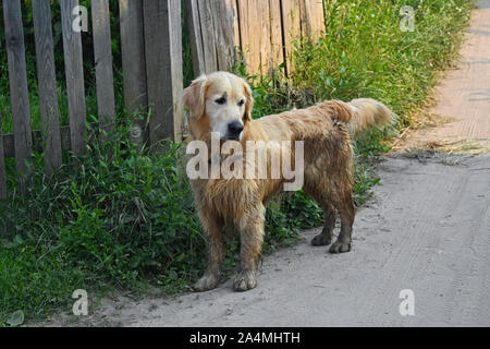 Fun Golden Retriever Hund nach dem Baden im Schlamm. Stockfoto