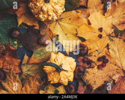Herbst bunte Blätter und Kürbisse, Eicheln, Kastanien, Danksagung und Herbstferien Konzept Nahaufnahme Stockfoto