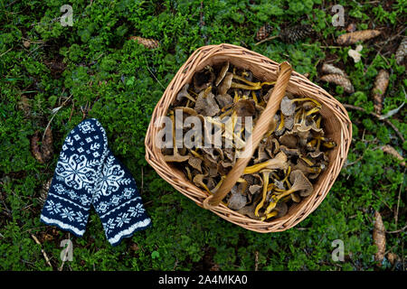 Pilze im Korb Stockfoto