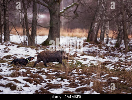 Jagdhund Jagd Wildschwein Stockfoto