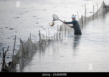 Zehun, Tschechische Republik. 15 Okt, 2019. Die Fischer fangen Angeln die Zehunsky Teich in Zehun, Bezirk Kolin, Tschechien, am Mittwoch, 15. Oktober 2019. Credit: Josef Vostarek/CTK Photo/Alamy leben Nachrichten Stockfoto