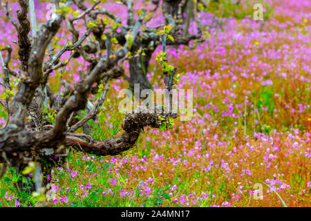 Alte Leitungen und junge Pflänzchen der Rebsorten von Pflanzen in den Zeilen im Weinberg und Feder wilde Blumen, die Weinproduktion in Griechenland Stockfoto