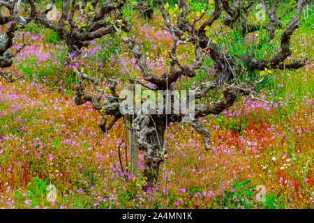 Alte Leitungen und junge Pflänzchen der Rebsorten von Pflanzen in den Zeilen im Weinberg und Feder wilde Blumen, die Weinproduktion in Griechenland Stockfoto