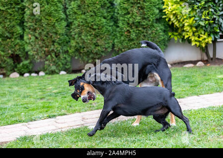 Appenzeller Sennenhund spielt mit einem Labrador mix Welpen im Freien Stockfoto